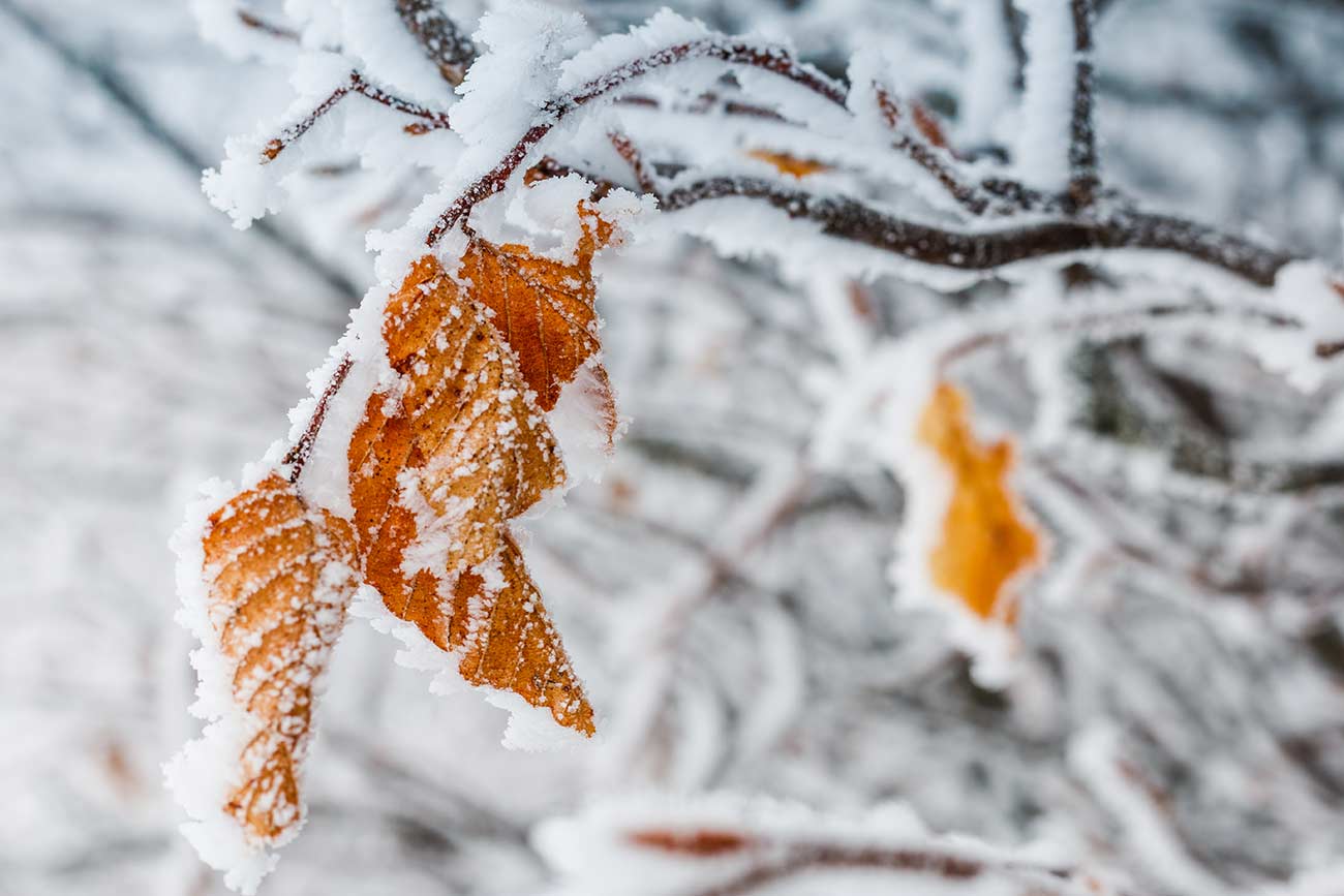 Forêts de Chartreuse