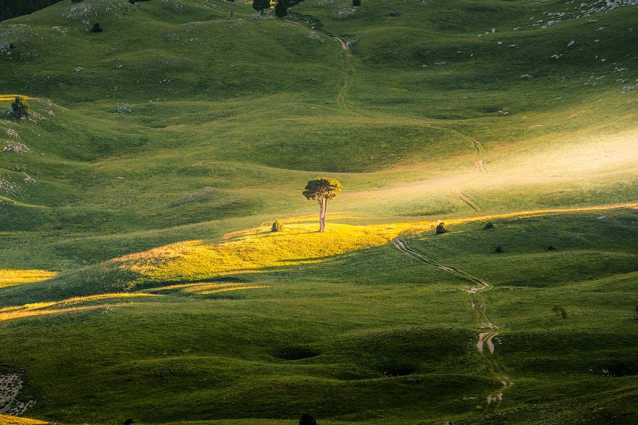 L'arbre isolé de la pleine de la Queyrie