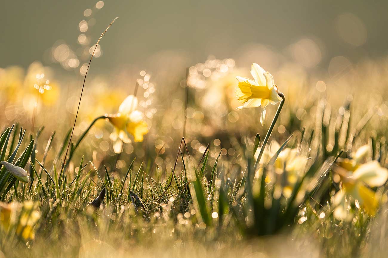 Les jonquilles de la Chartreuse